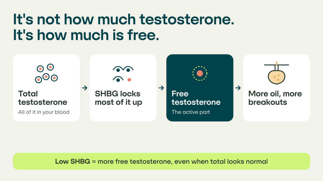 Diagram: total testosterone, SHBG and free testosterone, showing how free testosterone drives oil and breakouts